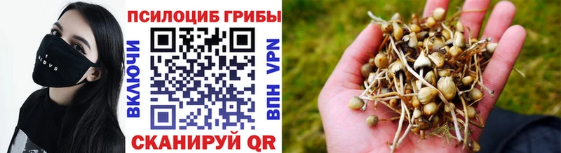 Галлюциногенные грибы Psilocybine cubensis  Гдов 